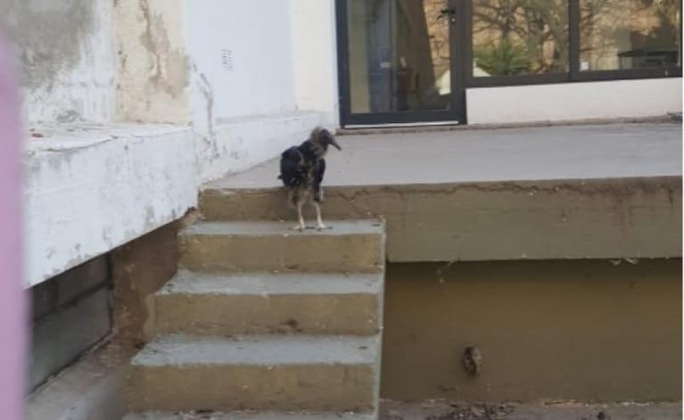 Aves grandes en Córdoba: la explicación de un biólogo