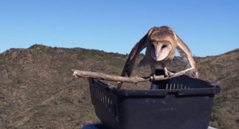 aves liberadas córdoba