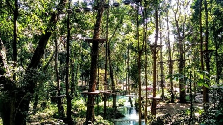 Avispas asesinas mataron a un turista y su hijo mientras hacían tirolesa a orillas de un río