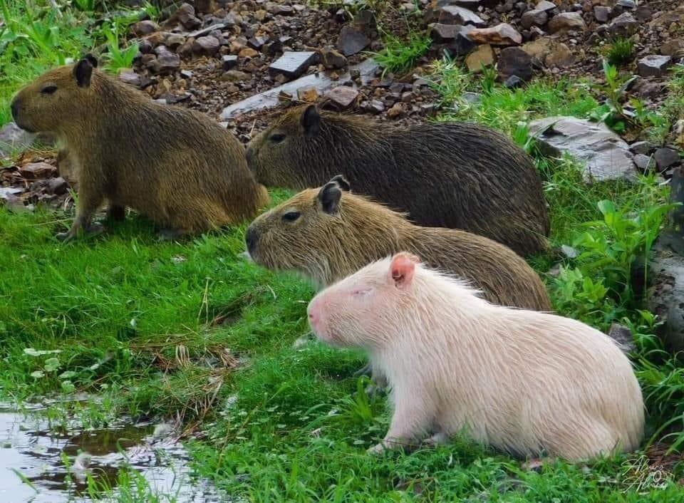 Avistaron un carpincho albino