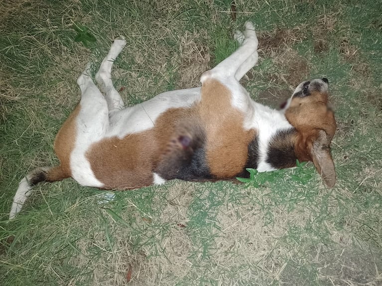 balazo perro muerto cordoba