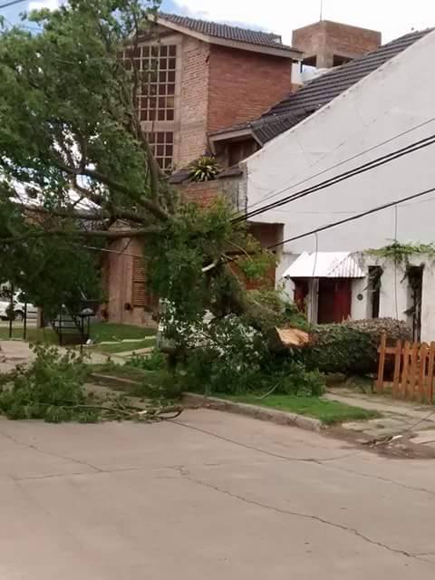 Barrio Deán Funes. Enorme árbol caído. Fotos de Nadia.