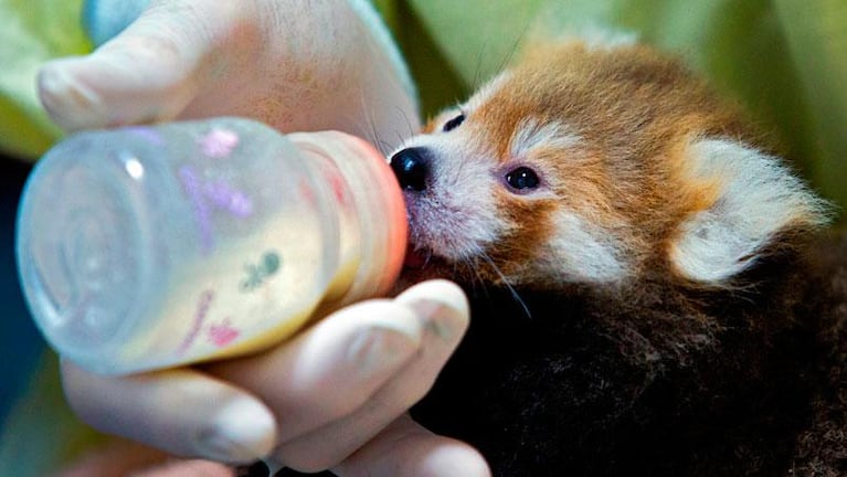 Belleza en peligro: los pandas rojos luchan contra la extinción