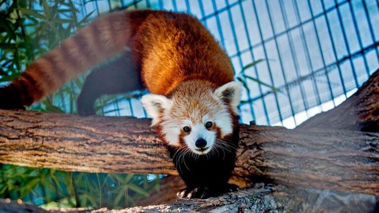 Belleza en peligro: los pandas rojos luchan contra la extinción