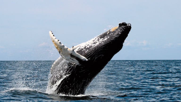Belleza natural. Una ballena jorobada saltó para las cámaras. 