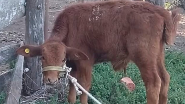 Berni, el ternerito de la escuela de Hernando.