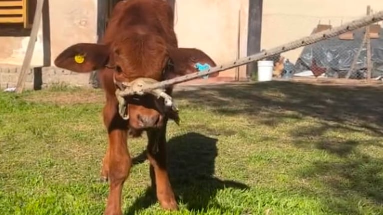 Berni, el ternerito mascota.