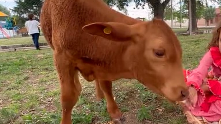 Berni, el ternerito mascota de la escuela.