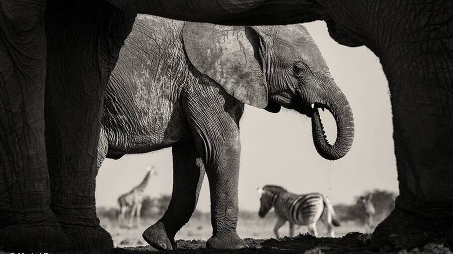 Blanco y negro. Elefantes, cebras y jirafas en el Parque Nacional de Namibia.