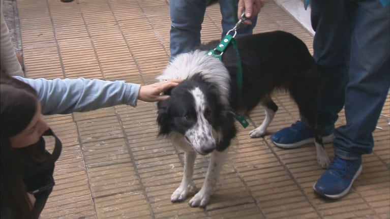 "Bob" recibió el saludo de todos sus vecinos (Foto: Captura TN).