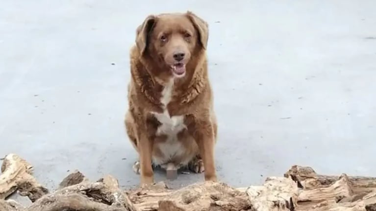 Bobi falleció a los 31 años y se consideró el perro más longevo del mundo.