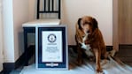 Bobi tiene 30 años y fue reconocido con el récord Guinness.