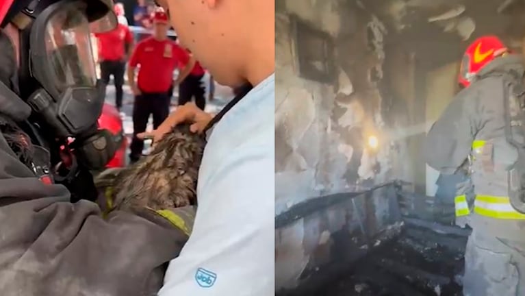 Bomberos rescataron a un gatito.