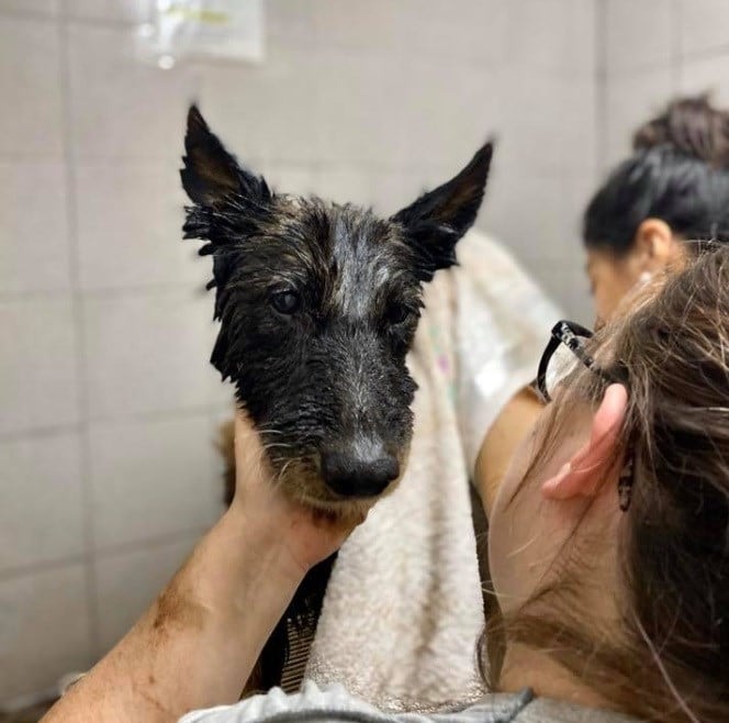 Bomberos, vecinos y voluntarios le salvaron la vida a la perrita de la localidad bonaerense de Merlo.