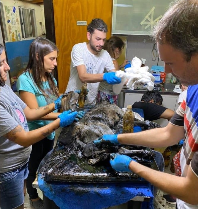 Bomberos, vecinos y voluntarios le salvaron la vida a la perrita de la localidad bonaerense de Merlo.