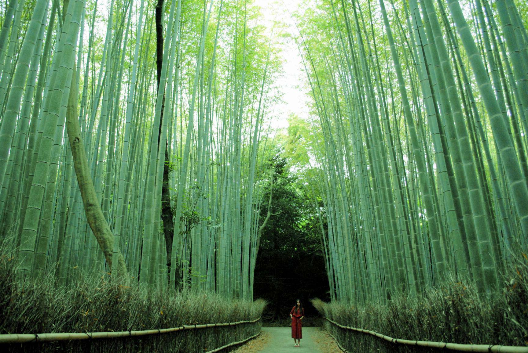 Bosque Arashiyama de bambús en Japón.