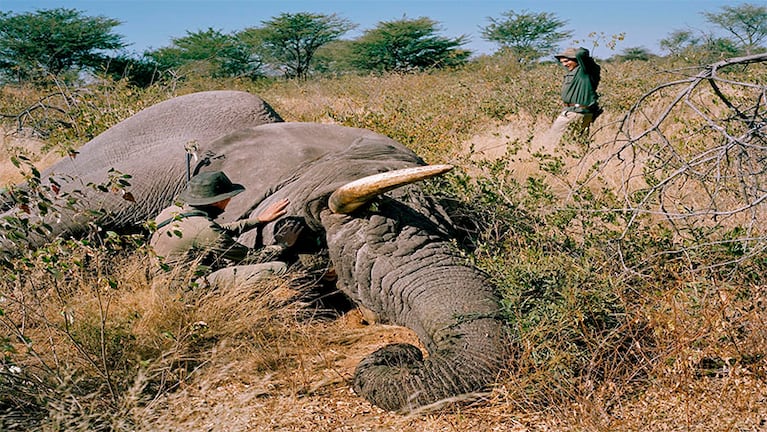 Botsuana vende elefantes a cazadores.