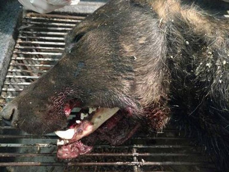 Brutal: le explotaron un petardo en la boca a un perro