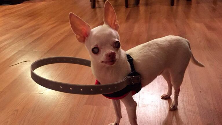 Buddy ayuda a otras mascotas con su ingenioso collar para ciegos. 