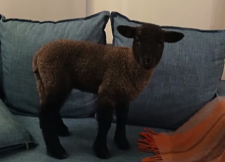 Bujía, la oveja de cuatro meses que robaron y mataron.