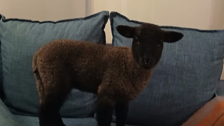 Bujía, la oveja de cuatro meses que robaron y mataron.