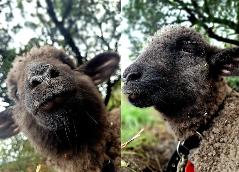 Bujía, la oveja mascota de una familia cordobesa.