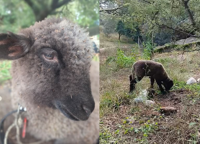 Bujía, la oveja que le robaron a una familia en Tanti.