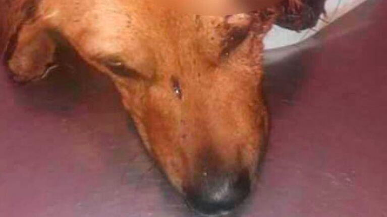 Bunky, el perro asesinado a machetazos.