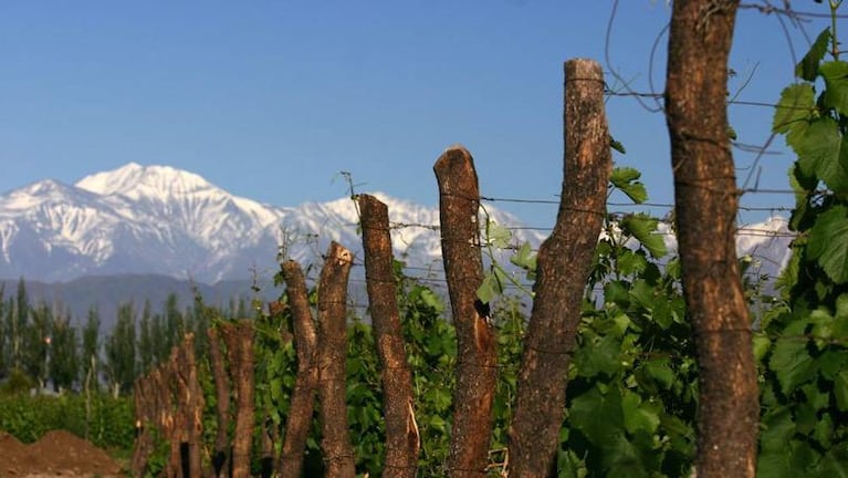 Buscan 10 mil desocupados para trabajar en viñas de Mendoza: solo se anotó la mitad