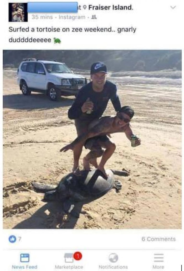 Buscan a dos hombres que hicieron surf sobre una tortuga