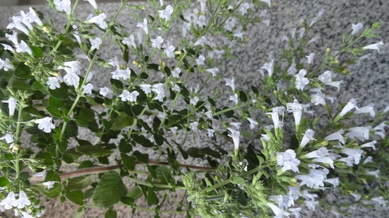 Buscan declarar a la peperina como la flor provincial