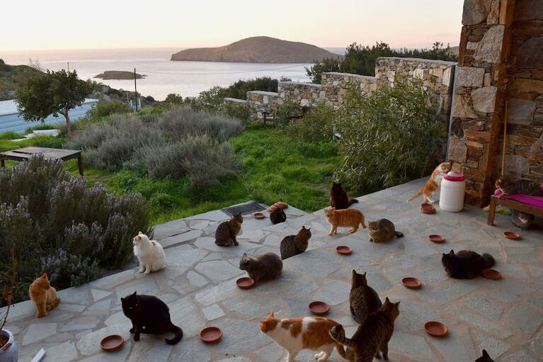 Buscan voluntarios para vivir gratis y cuidar gatos en una isla griega: cómo postularse