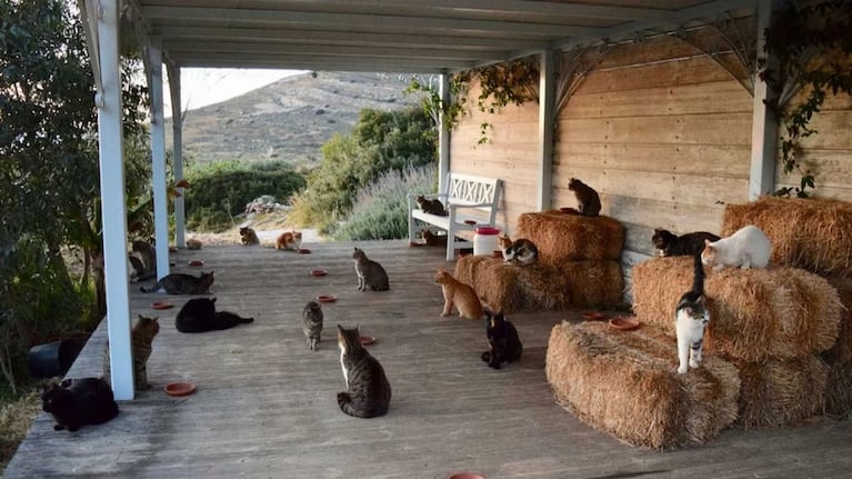 Buscan voluntarios para vivir gratis y cuidar gatos en una isla griega: cómo postularse