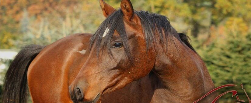 caballo-mato-joven-valle-hermoso