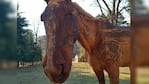 Caballos sufrieron quemaduras durante el incendio en las sierras de Córdoba.