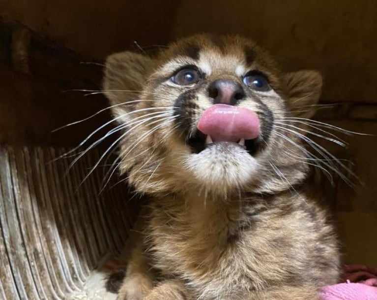 Cachorros de puma huérfanos, trilladoras y un video viral: la problemática de fondo