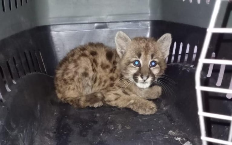 Cachorros de puma huérfanos, trilladoras y un video viral: la problemática de fondo