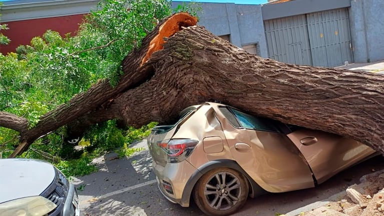 caida arbol centro cordoba