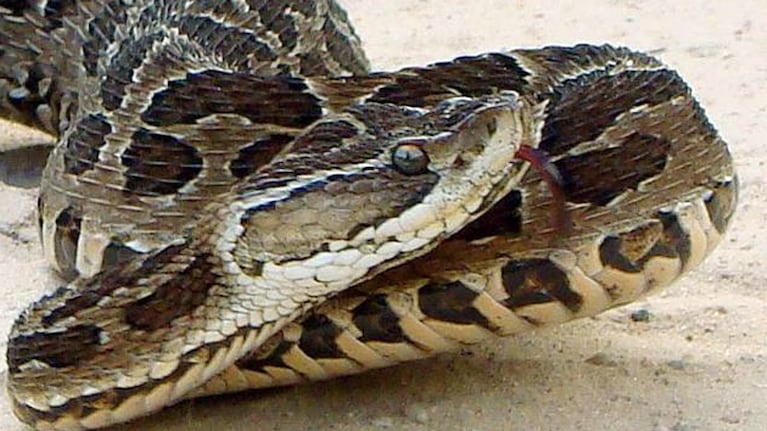 Caminaba con su novio por una finca de Uruguay, la mordió una serpiente y murió