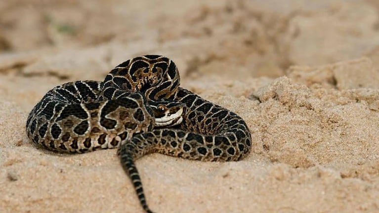 Camionero bajó a orinar, sintió un pinchazo y se fue: era una yarará y murió