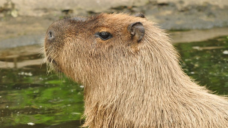 Canela huyó del zoológico.