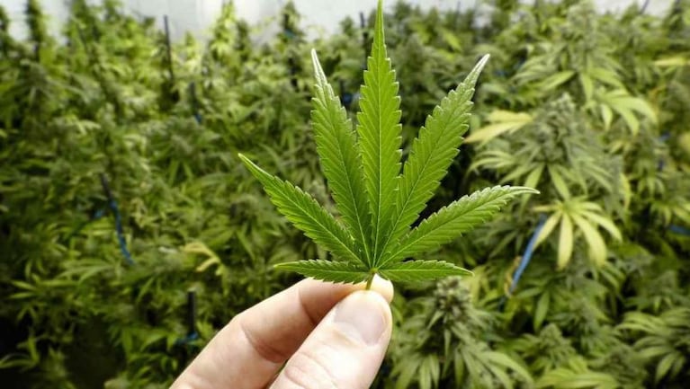 Cannabis medicinal: el Gobierno autorizó el autocultivo y la venta de aceites