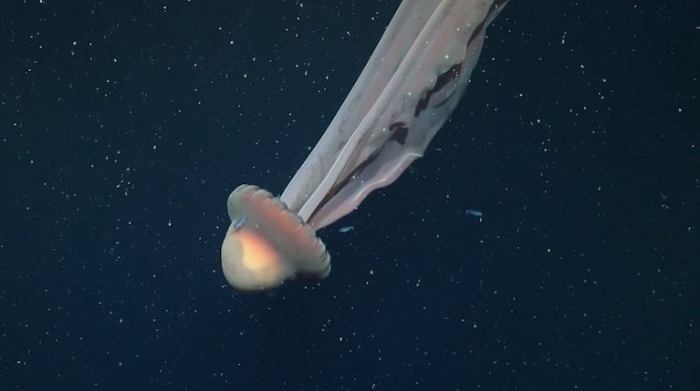 Captaron una medusa gigante “como un colectivo” en el Mar Argentino: impresionantes imágenes