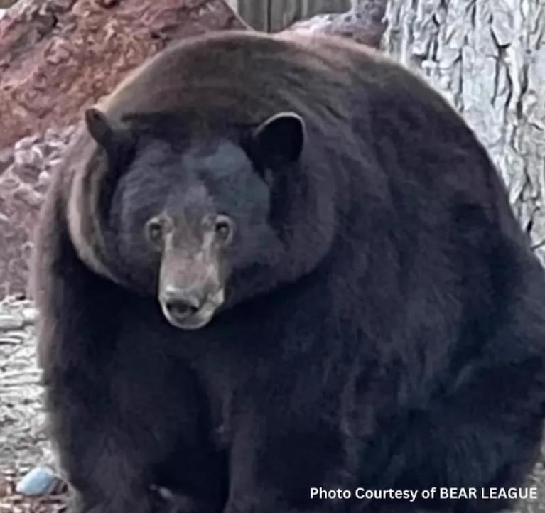 Capturaron a Hank el Tanque, el bestial oso negro responsable de 21 allanamientos