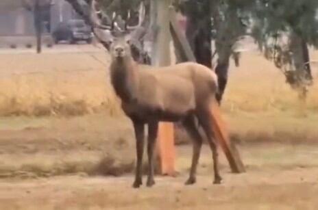 Capturaron al ciervo y lo trasladaron al Tatú Carreta