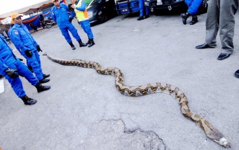 Capturaron la pitón más grande del mundo en Malasia