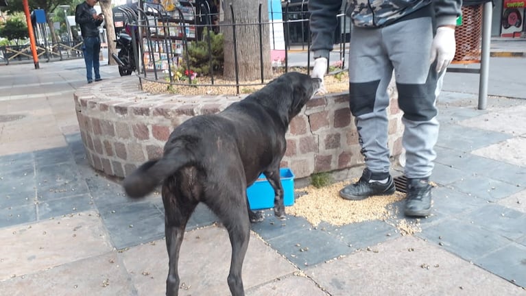 Carlos Paz alimenta a los perros callejeros