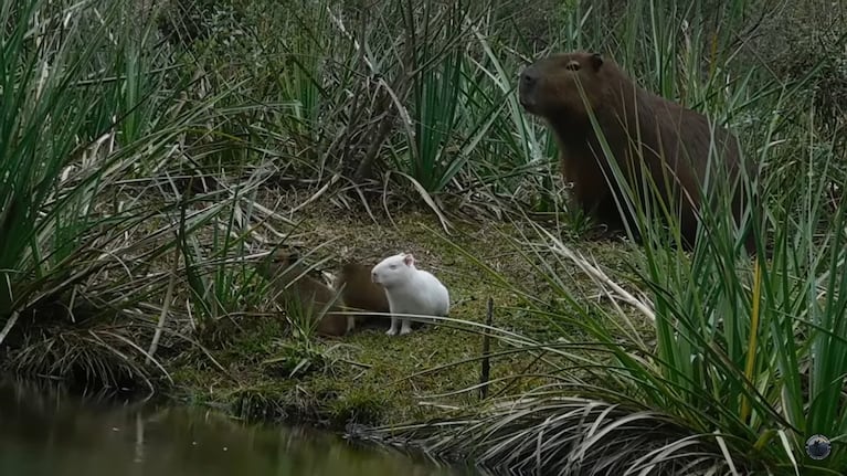 carpincho albino