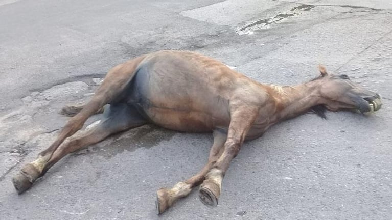 Carreros dejaron un caballo muerto frente al cementerio San Jerónimo