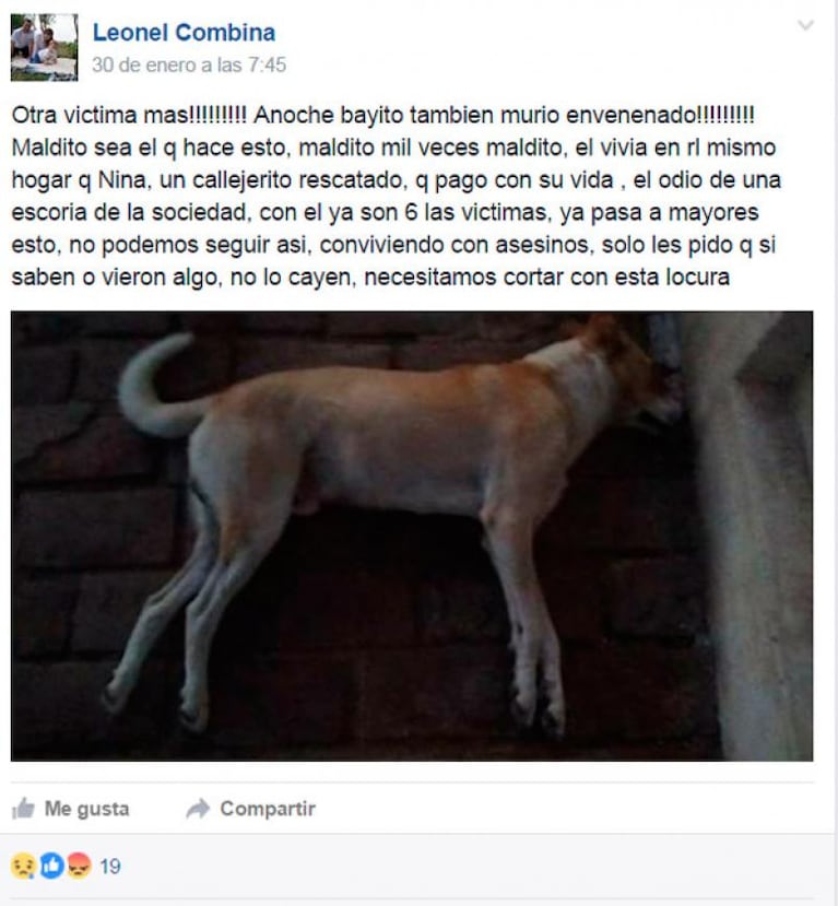 Carrilobo: conmoción por la matanza de perros callejeros